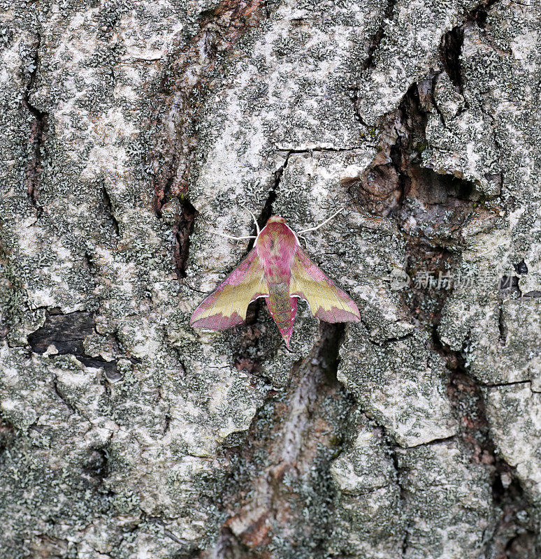 小象鹰蛾(Deilephila porcellus)